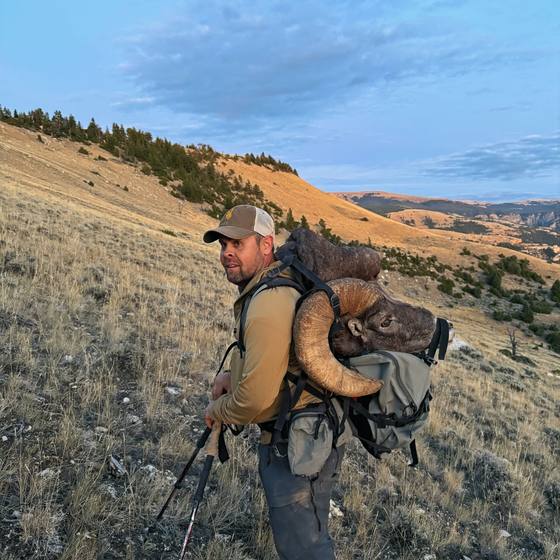 Wild Out Pro guide packing out a bighorn ram in New Mexico