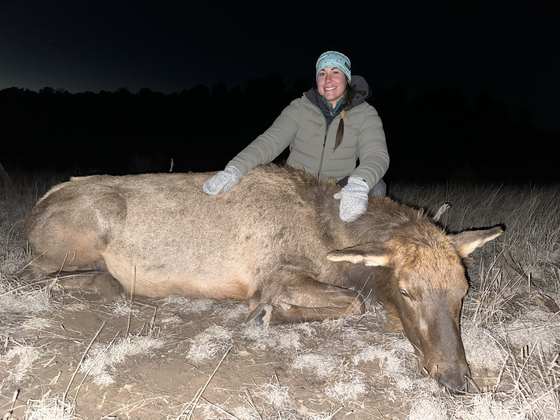 Bull elk taken on a guided hunt with Wild Out Pro Guide Service in New Mexico