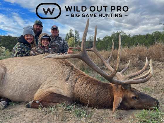 Bull elk taken on a guided hunt with Wild Out Pro Guide Service in New Mexico