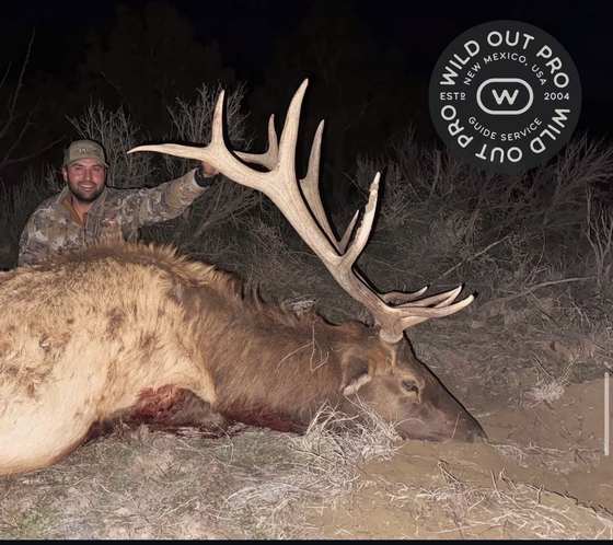 Bull elk taken on a guided hunt with Wild Out Pro Guide Service in New Mexico