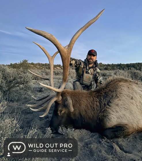 Bull elk taken on a guided hunt with Wild Out Pro Guide Service in New Mexico