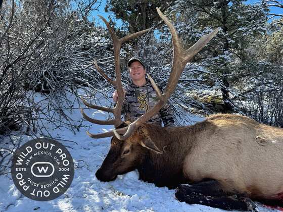 Bull elk taken on a guided hunt with Wild Out Pro Guide Service in New Mexico