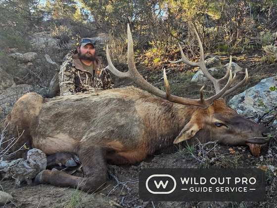 Bull elk taken on a guided hunt with Wild Out Pro Guide Service in New Mexico