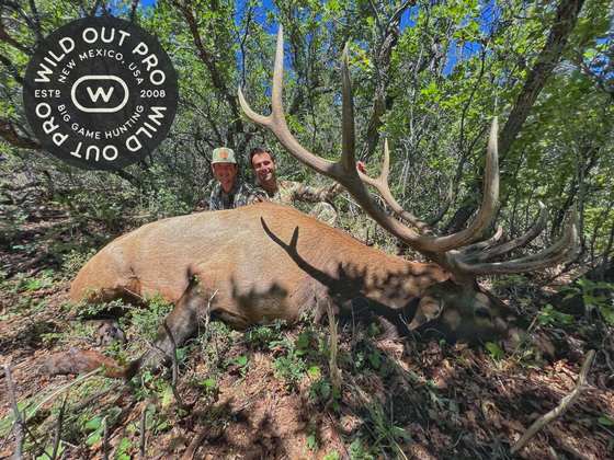 Bull elk taken on a guided hunt with Wild Out Pro Guide Service in New Mexico
