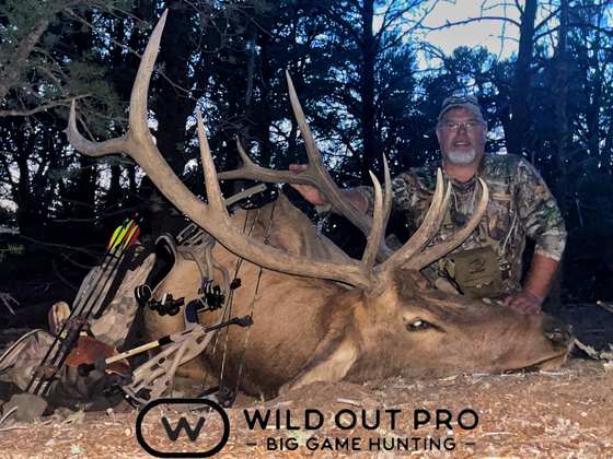 Bull elk taken on a guided hunt with Wild Out Pro Guide Service in New Mexico