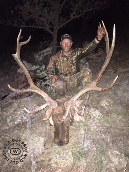 Bull elk taken on a guided hunt with Wild Out Pro Guide Service in New Mexico