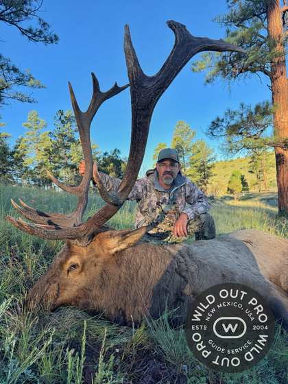 Bull elk taken on a guided hunt with Wild Out Pro Guide Service in New Mexico