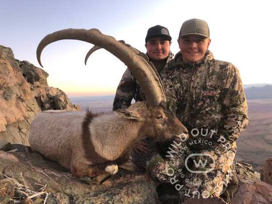 Bighorn sheep, Persian ibex, barbary sheep and oryx taken on guided New Mexico hunts