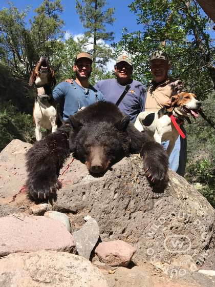 Black bear and mountain lion taken behind hounds in New Mexico with Wild Out Pro