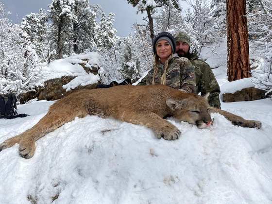 Black bear and mountain lion taken behind hounds in New Mexico with Wild Out Pro