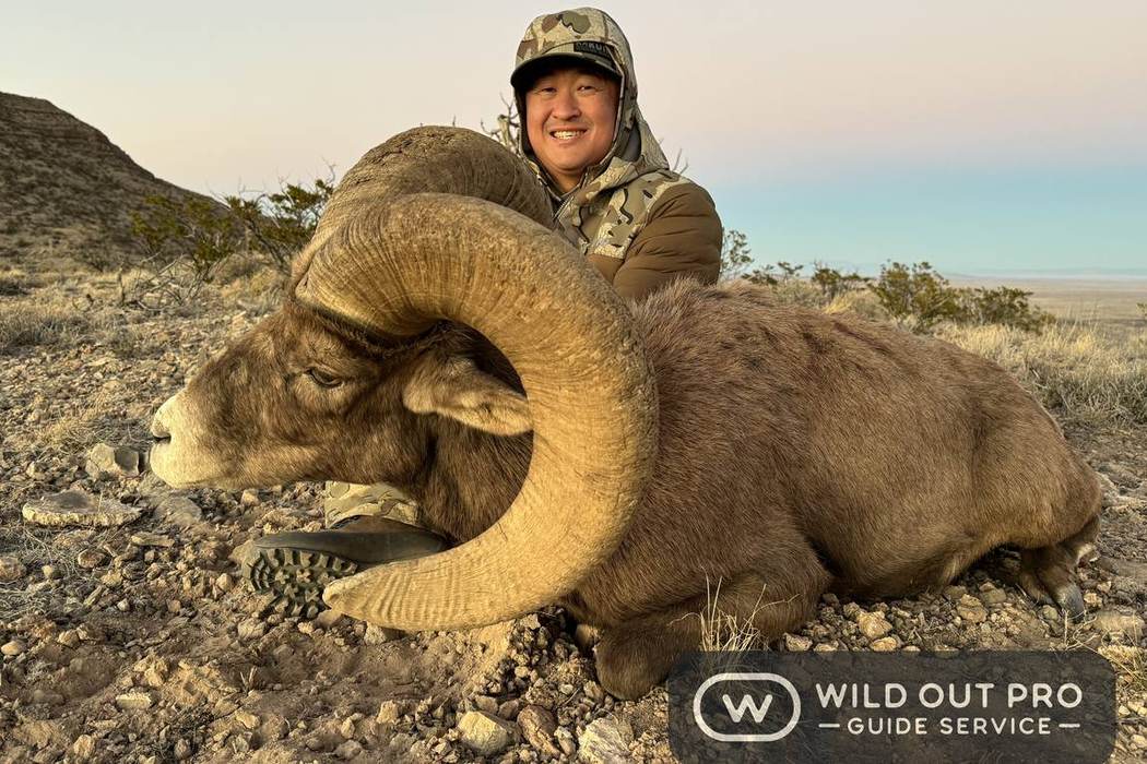 Bighorn Sheep hunting in New Mexico with Wild Out Pro Guide Service