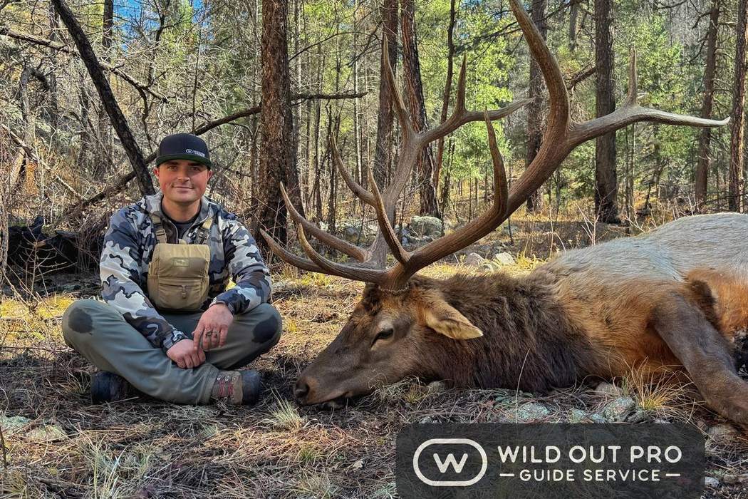 Elk hunting in New Mexico with Wild Out Pro Guide Service